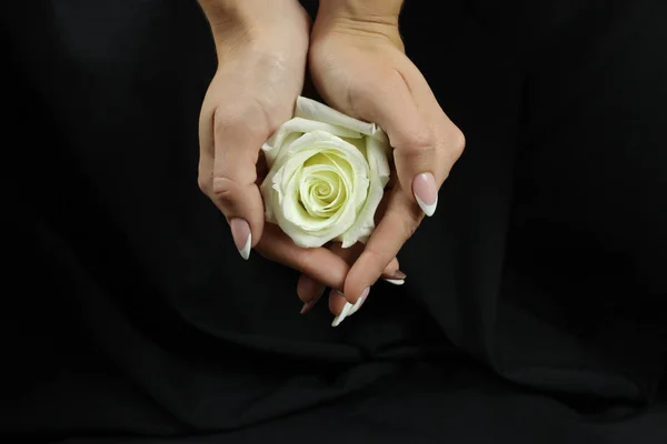 Beautiful white rose in female palms on black background — Stock Photo, Image