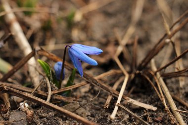 İlkbaharda parlak çan çiçekleri kapanıyor
