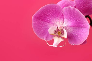 Fotokopi alanı olan kartpostallar için pembe zemin üzerinde eflatun falandır.