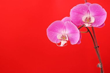 Fotokopi alanı olan kartpostallar için parlak kırmızı arkaplan üzerinde eflatun falandır.