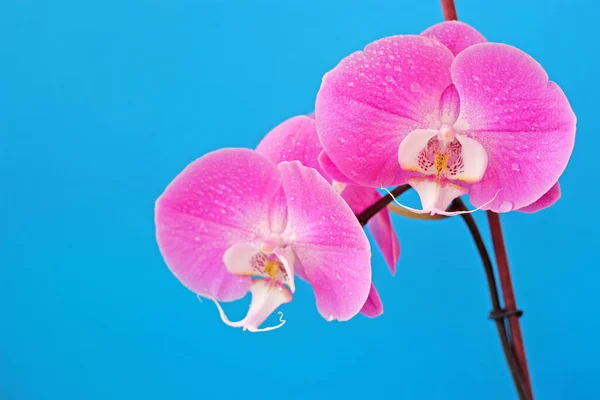 Lilac Phalaenopsis Flor Orquídea Fundo Azul Para Cartão Postal Com — Fotografia de Stock