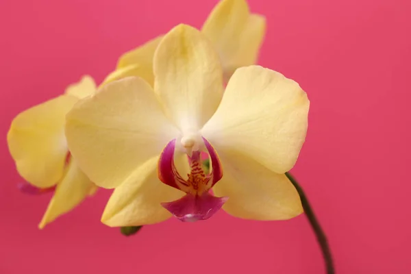 Flor Amarela Orquídea Phalaenopsis Fundo Rosa Para Cartão Postal Com — Fotografia de Stock