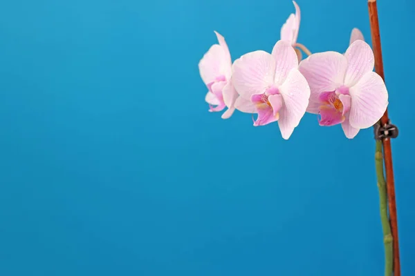 Delicado Rosa Phalaenopsis Orquídea Flor Fundo Azul Para Cartão Postal — Fotografia de Stock