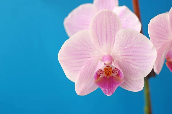 Delicado Rosa Phalaenopsis Orquídea Flor Fundo Azul Para Cartão Postal — Fotografia de Stock