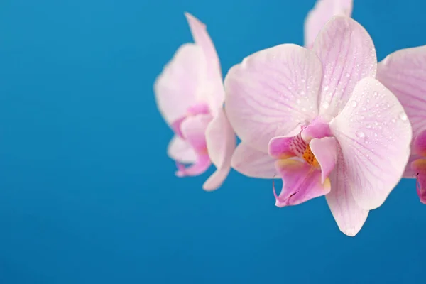 Delicado Rosa Phalaenopsis Orquídea Flor Fundo Azul Para Cartão Postal — Fotografia de Stock