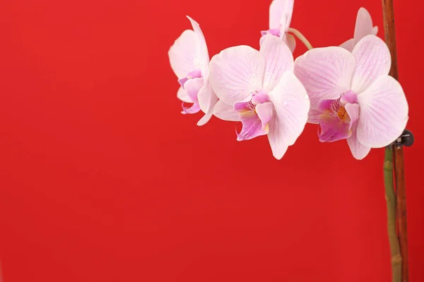 Delicado Rosa Phalaenopsis Orquídea Flor Fundo Vermelho Brilhante Para Cartão — Fotografia de Stock