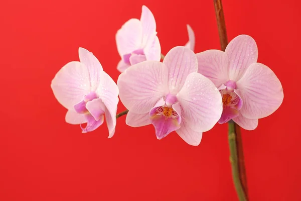 Delicado Rosa Phalaenopsis Orquídea Flor Fundo Vermelho Brilhante Para Cartão — Fotografia de Stock