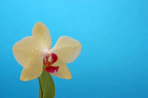 Flor Amarela Orquídea Phalaenopsis Fundo Azul Para Cartão Postal Com — Fotografia de Stock