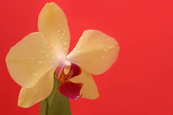 Flor Amarela Orquídea Phalaenopsis Fundo Vermelho Brilhante Para Cartão Postal — Fotografia de Stock