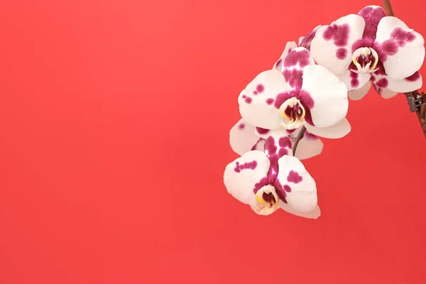 Bela Flor Orquídea Tigre Branco Phalaenopsis Fundo Vermelho Brilhante Para — Fotografia de Stock