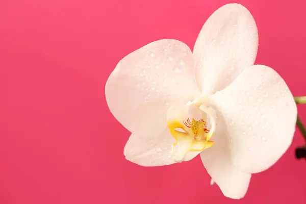 Flor Branca Bonita Orquídea Phalaenopsis Fundo Rosa Para Cartão Postal — Fotografia de Stock