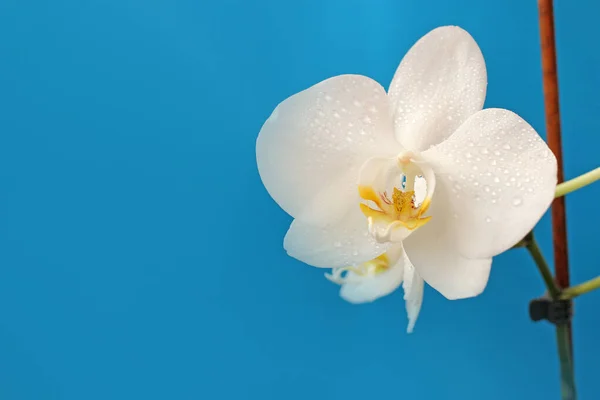 Flor Branca Bonita Orquídea Phalaenopsis Fundo Azul Para Cartão Postal — Fotografia de Stock