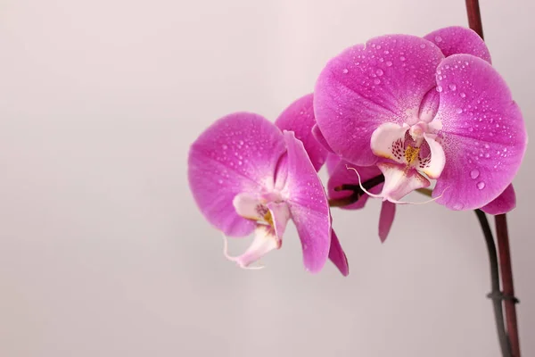 Lilac Phalaenopsis Flor Orquídea Fundo Branco Para Cartão Postal Com — Fotografia de Stock