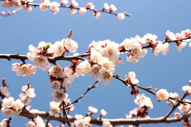 İlkbaharın başlarında mavi gökyüzüne karşı açan kayısı dalları
