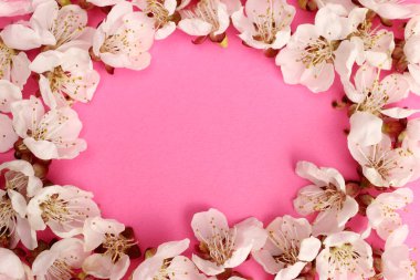 Pembe arkaplanda kayısı çiçeği çerçevesi, metin için boşluk