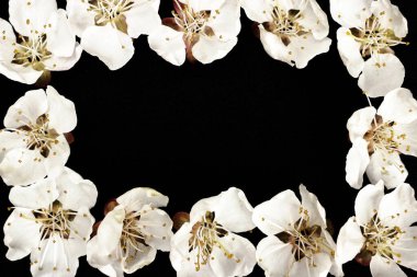 Siyah arkaplanda kayısı çiçeği çerçevesi, metin için boşluk