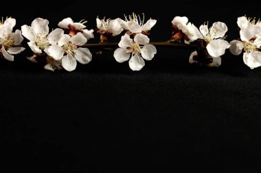 Kayısı çiçekli bir dal, koyu arkaplan üzerine yakın plan, metin için boşluk kopyala