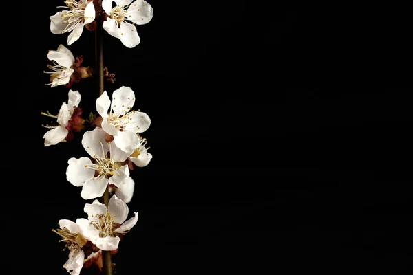 Filial Med Aprikos Blommor Mörk Bakgrund Närbild Kopiera Utrymme För — Stockfoto