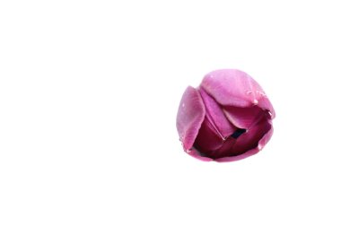 Pembe lale, beyaz yakın plan çekimde izole edilmiş. Tatil kartı. Boşluğu kopyala