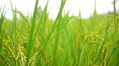 Dolly kaymak taze doğa yeşil pirinç alan Tayland vurdu