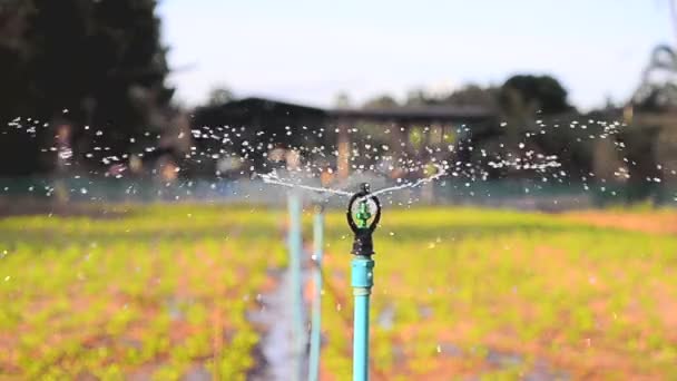 Close-up shot water springer op plantages in avond — Stockvideo