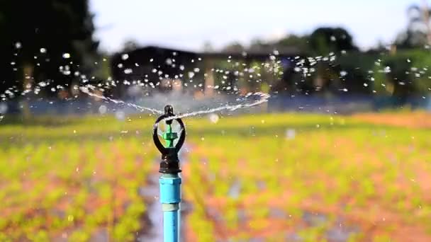 Gros plan springer d'eau sur les plantations en soirée — Video