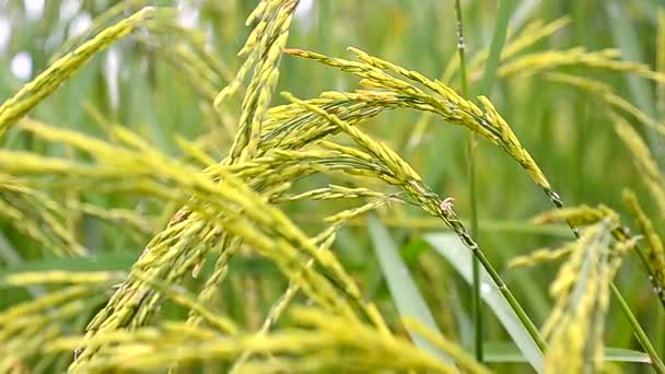 Dolly schuifregelaar schot verse natuur groene rijst veld in Thailand — Stockvideo