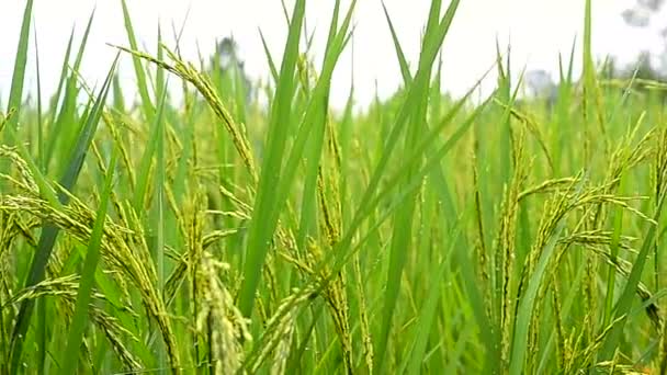 Dolly slider shot fresh nature green rice field in Thailand — Stock Video