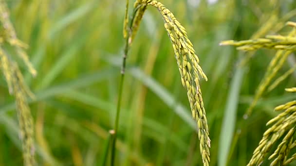 Dolly csúszik shot friss természet zöld rizs mező Thaiföldön — Stock videók
