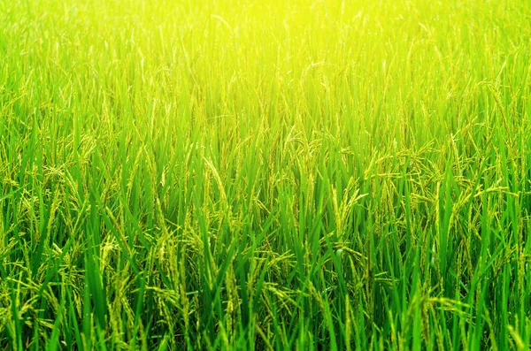 Frische grüne Reispflanze auf Reisfeld Thailand — Stockfoto