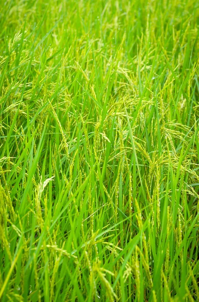 Frische grüne Reispflanze auf dem Reisfeld — Stockfoto