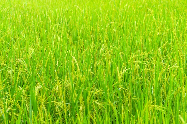 Frische grüne Reispflanze auf Reisfeld Thailand — Stockfoto