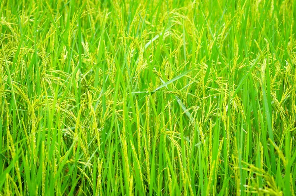 Planta de arroz verde fresco en el campo de arroz — Foto de Stock