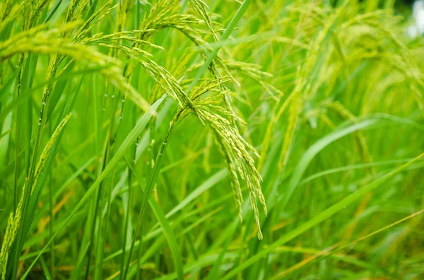 Frische grüne Reispflanze auf Reisfeld flache Tiefe des Feldes thailändischen — Stockfoto