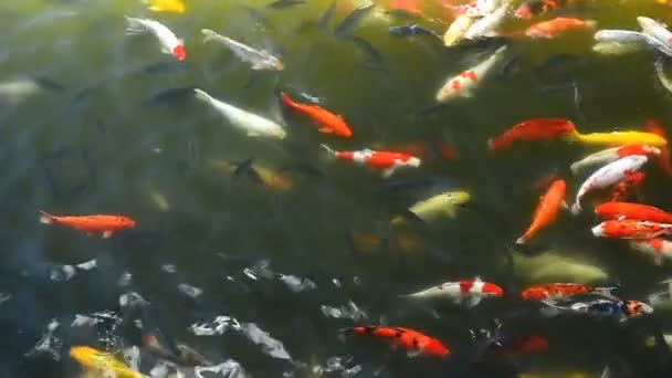 HD Koi and other fish are swimming — Stock Video