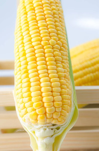 Close up shot fresh nature corn — Stock Photo, Image