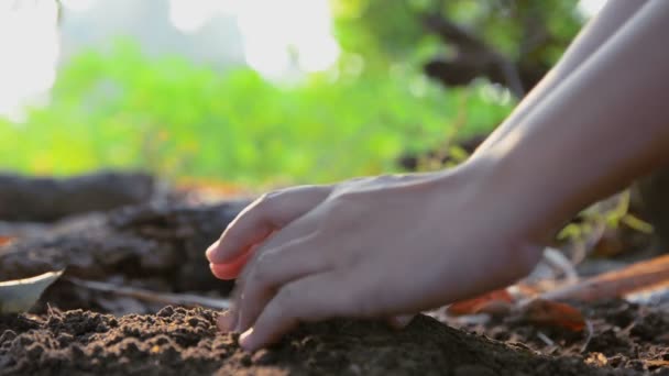 Rukou ženy od semínek na zemi pozemní a napojena s okolní zvuky přírody — Stock video