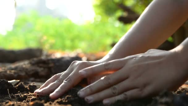 Manos de mujer plantando las semillas en tierra y regadas con sonido ambiental de la naturaleza — Vídeo de stock