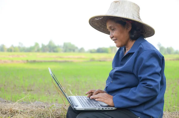 Asijské Thajština farmář pomocí přenosného počítače v poli rýže — Stock fotografie