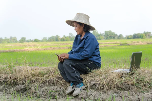 Asijské Thajština farmář pomocí smartphone přenosný počítač v rýži f — Stock fotografie