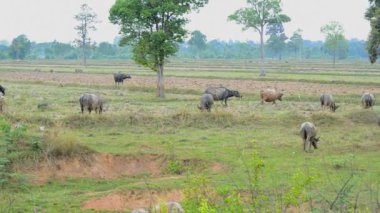 Doğa pirinç alan kırsal çim yeme Buffalo