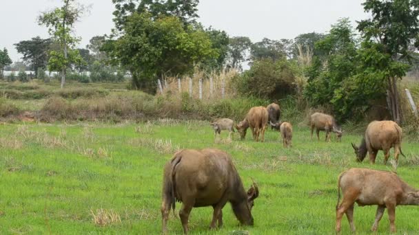 Buffalo jíst trávu v přírodě řýže na venkově — Stock video