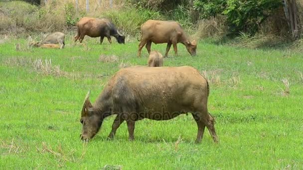 Buffalo jíst trávu v přírodě řýže na venkově — Stock video