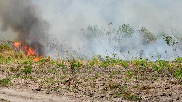 Fogo florestal perto da fazenda agrícola — Vídeo de Stock