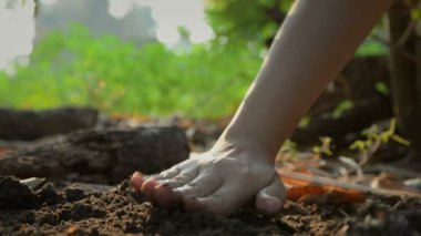 Kadın tohum küçük bitki animasyon kadar büyüyen ile toprak zeminde eller dikim