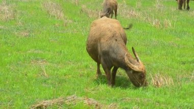 Doğa pirinç alan kırsal buffalo
