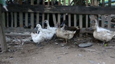 Kakhi ve beyaz ördek hurma kırsal kesimde