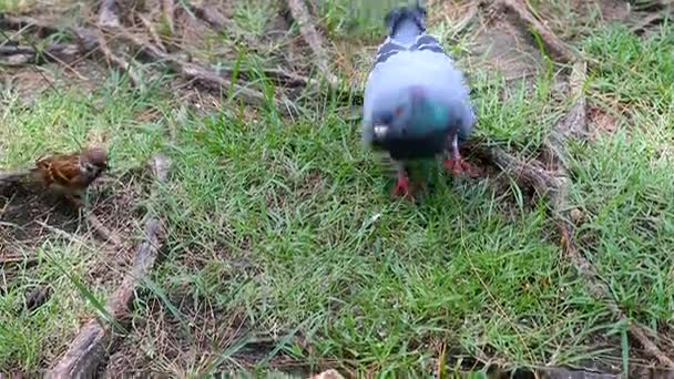 Paloma pájaro paloma caminando por el suelo de la naturaleza con sonido ambiental — Vídeos de Stock