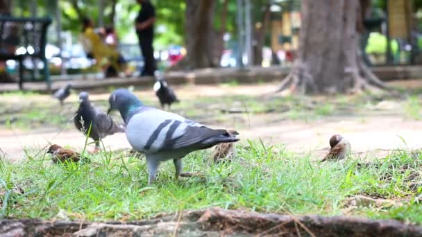 周囲の音と自然の地面の上を歩く鳩鳥鳩 — ストック動画