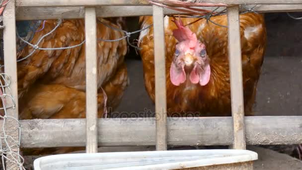 4K Primo piano pollo mangiare cibo in campagna fattoria con suono ambientale — Video Stock